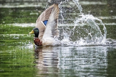 Mallard-Duck-5.29.22-2013