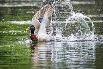Mallard-Duck-5.29.22-2013