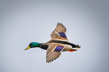 Mallard-in-flight