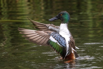 Northern-Shoveler-3.9.26-4904