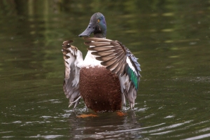 Northern-Shoveler-3.9.26-4938 Northern-Shoveler-3.9.26-4938