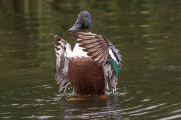 Northern-Shoveler-3.9.26-4938