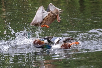 Northern-Shovelers-3.9.26-4874