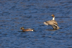 Pintail-11.15.25-0248 Pintail-11.15.25-0248