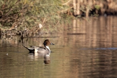 Pintail-12.5.24-7422 Pintail-12.5.24-7422