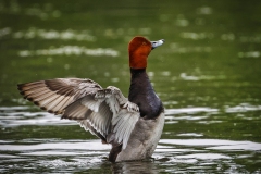 Red-Head