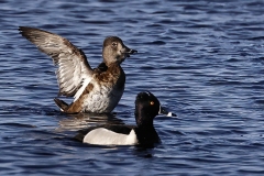 Ring-necked-duck-5.7.22-1134