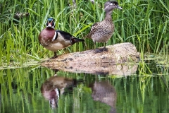 Wood-duck-pair Wood-duck-pair