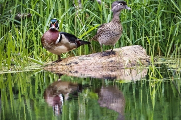 Wood-duck-pair