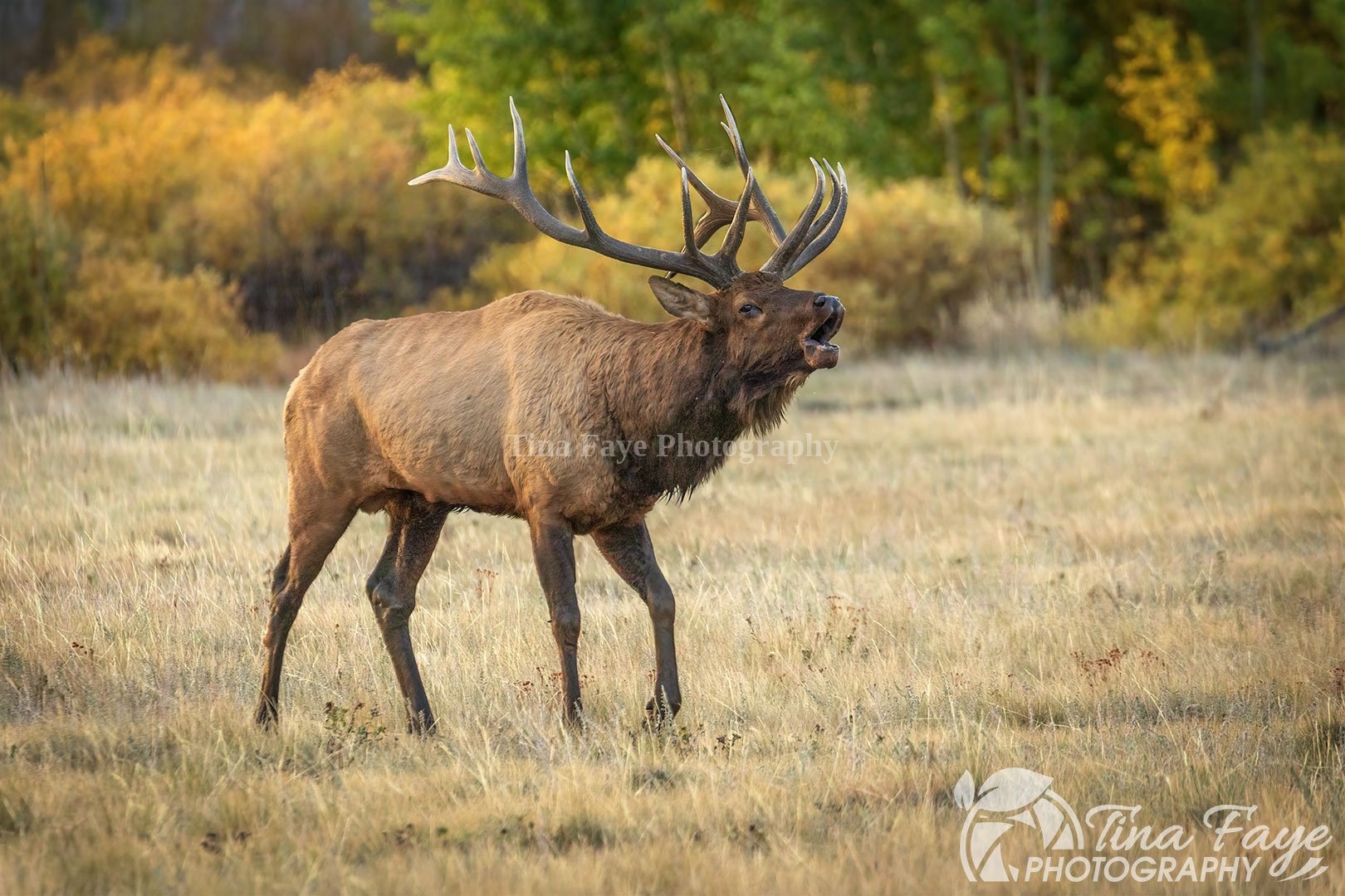 Bull-Elk-9.28.25-4148-qc
