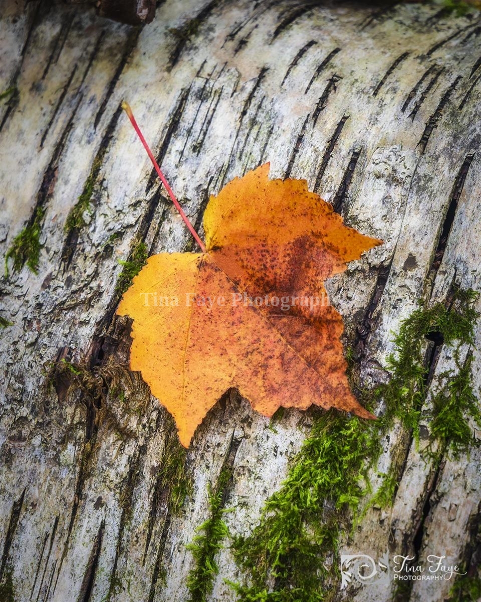 Leaf-on-bark-10.1.21-8654-qc