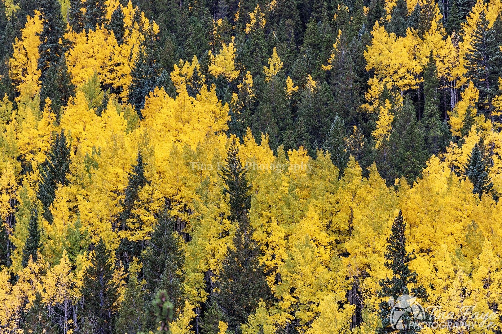 Trees-9.27.25-9283-qc