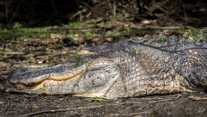 Alligator-1.29.23-4132