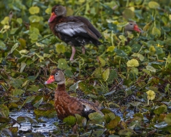 Black-Duck-1.31.23-7807