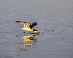 Black-Skimmer-1.31.23-6209