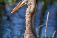 Florida Wildlife