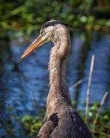 Blue-Heron-1.29.23-4484