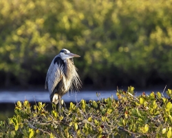 Blue-Heron-1.31.23-6423