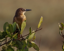 Boat-Tailed-Grackle-1.31.23-6494