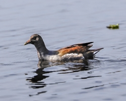 Common-Gallinule-1.29.23-4060