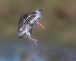 Juvenile-White-Ibis-1.30.23-5426