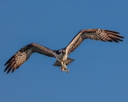 Osprey-1.30.23-4671