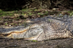 Alligator-1.29.23-4132