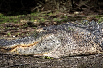 Alligator-1.29.23-4132