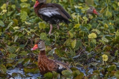 Black-Duck-1.31.23-7807