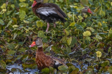 Black-Duck-1.31.23-7807