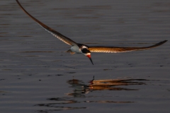 Black-Skimmer-1.31.23-6181