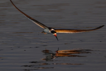 Black-Skimmer-1.31.23-6181