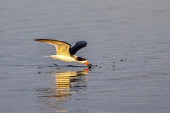 Black-Skimmer-1.31.23-6209