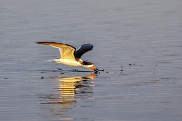 Black-Skimmer-1.31.23-6209
