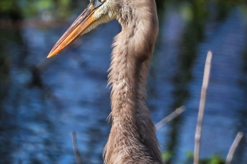 Blue-Heron-1.29.23-4484