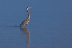Blue-Heron-1.30.23-4885