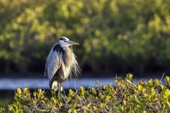 Blue-Heron-1.31.23-6423
