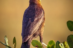 Boat-Tailed-Grackle-1.31.23-6475