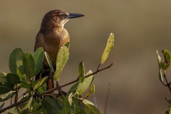 Boat-Tailed-Grackle-1.31.23-6494