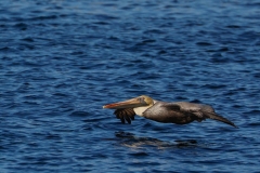 Brown-Pelican-2.1.23-8092