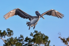 Brown-Pelican-2.1.23-8249