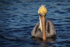 Brown-Pelican-2.1.23-8293