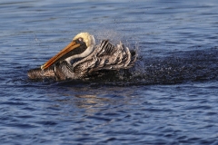 Brown-Pelican-bathing-2.1.23-8272