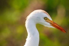 Cattle-Egret-1.29.23-4402