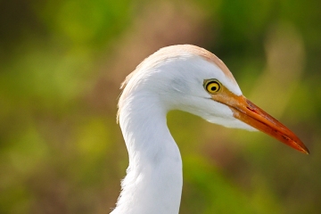 Cattle-Egret-1.29.23-4402