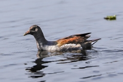 Common-Gallinule-1.29.23-4060