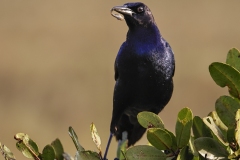 Common-Grackle-1.31.23-6506