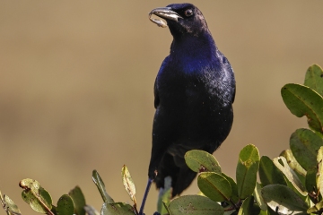 Common-Grackle-1.31.23-6506