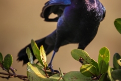 Common-Grackley-1.31.23-6502