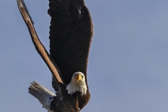 Eagle-take-off-1.31.23-6713